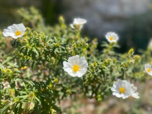 Mildes Klima Wildblume Nahaufnahme Lup Escort Mallorca Escort